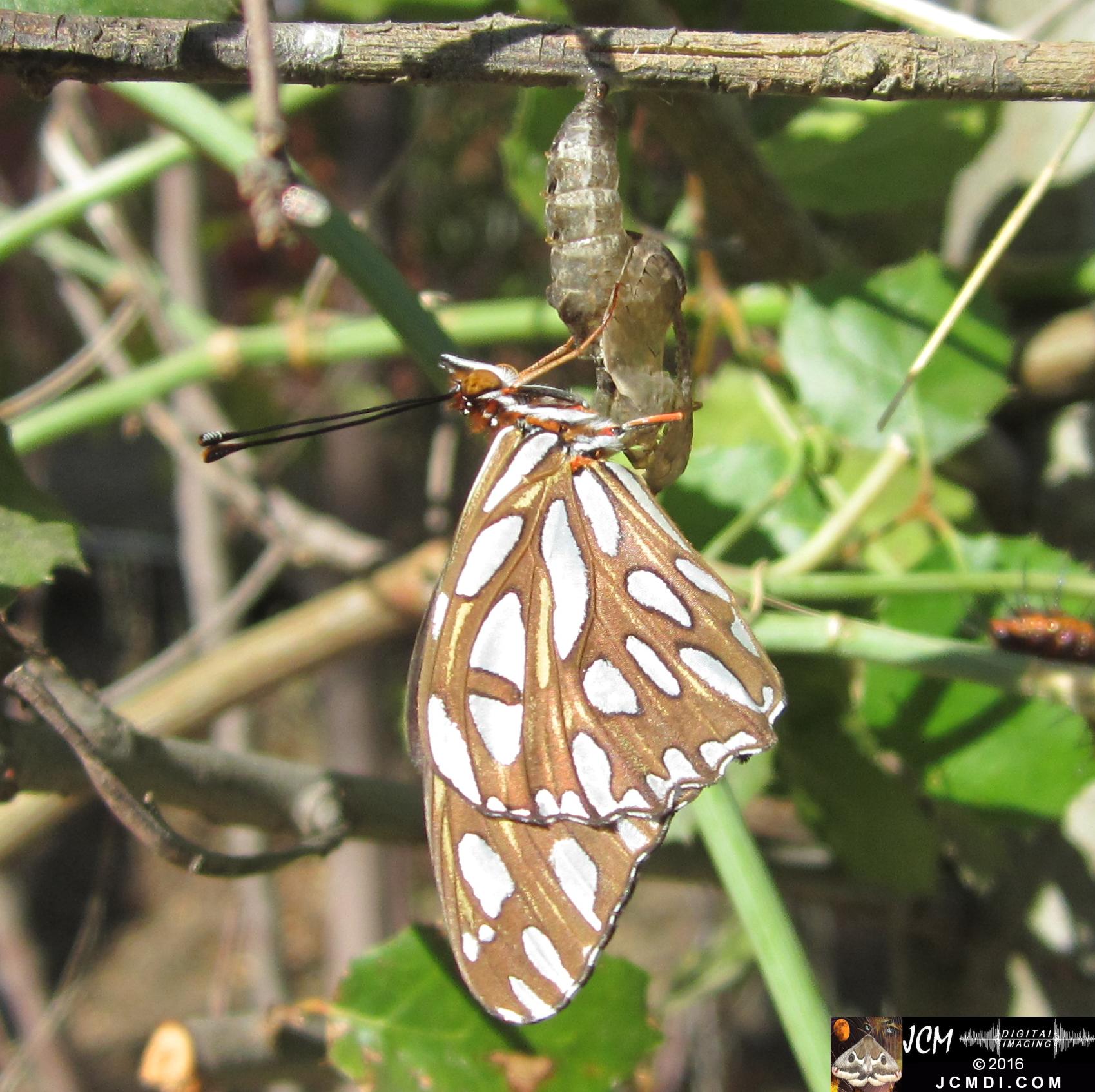 20160920 IMG_0800 Gulf Fritillary Butterfly emerged in sunlight.jpg